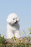 BICHON FRISE 252